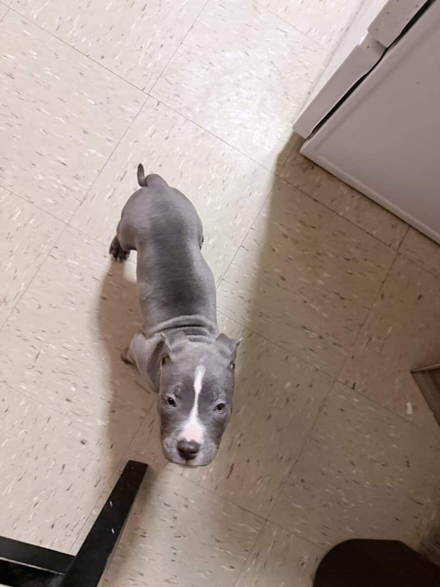American PITBULL terrier bluenose female 9 weeks. image 8