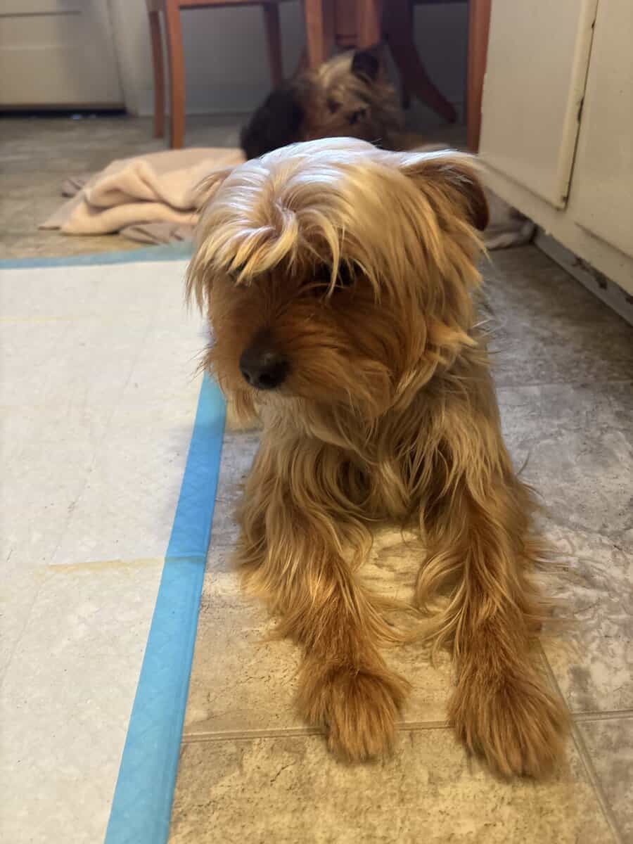 Amazing Bonded Yorkie brother image 6