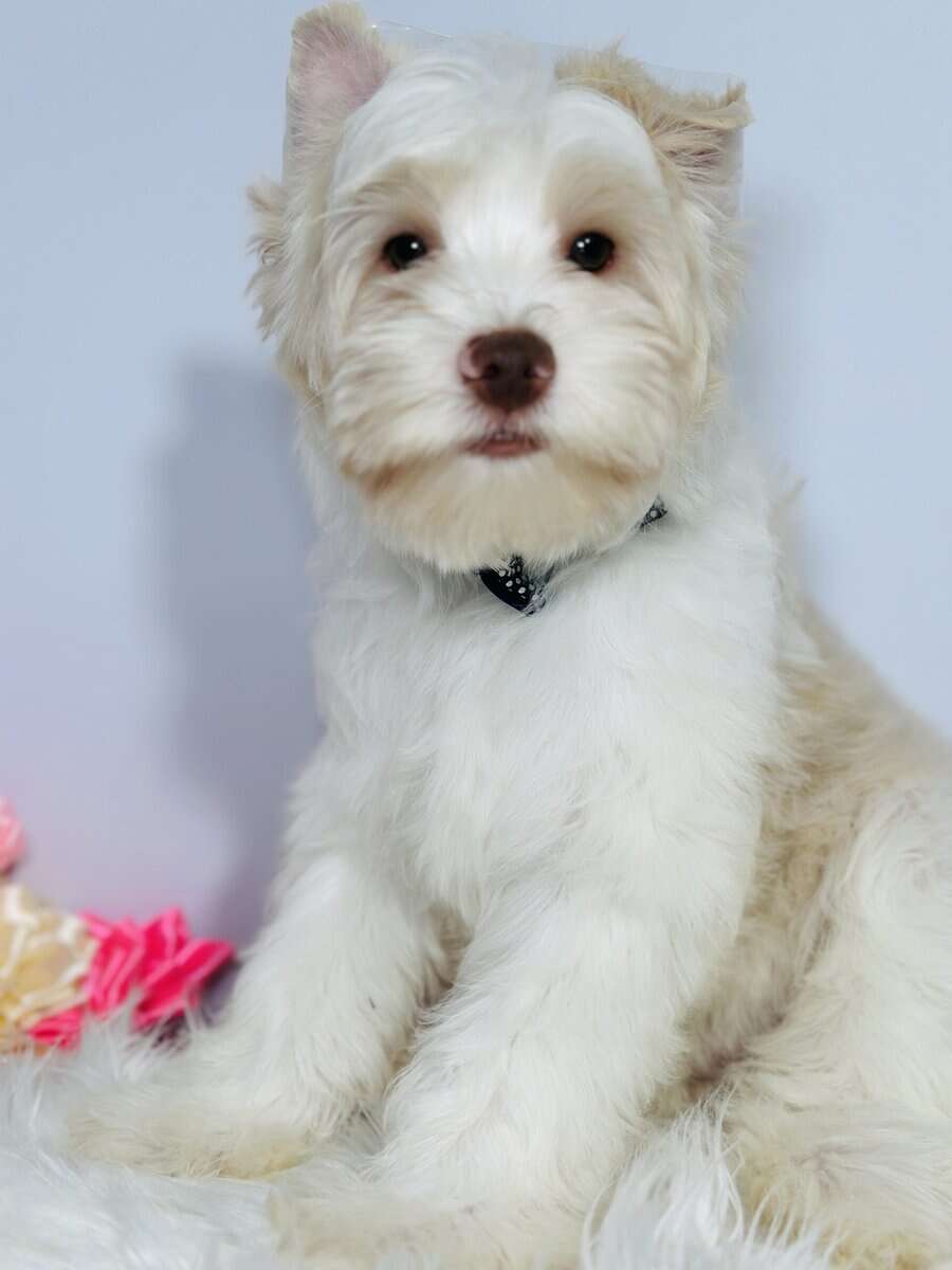 Blonde chocolate yorkie image 5