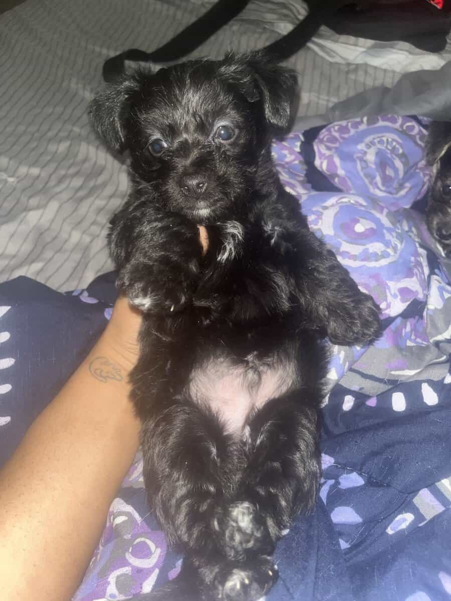 Yorkiepoo / Chihuahua Mix Puppies image 1