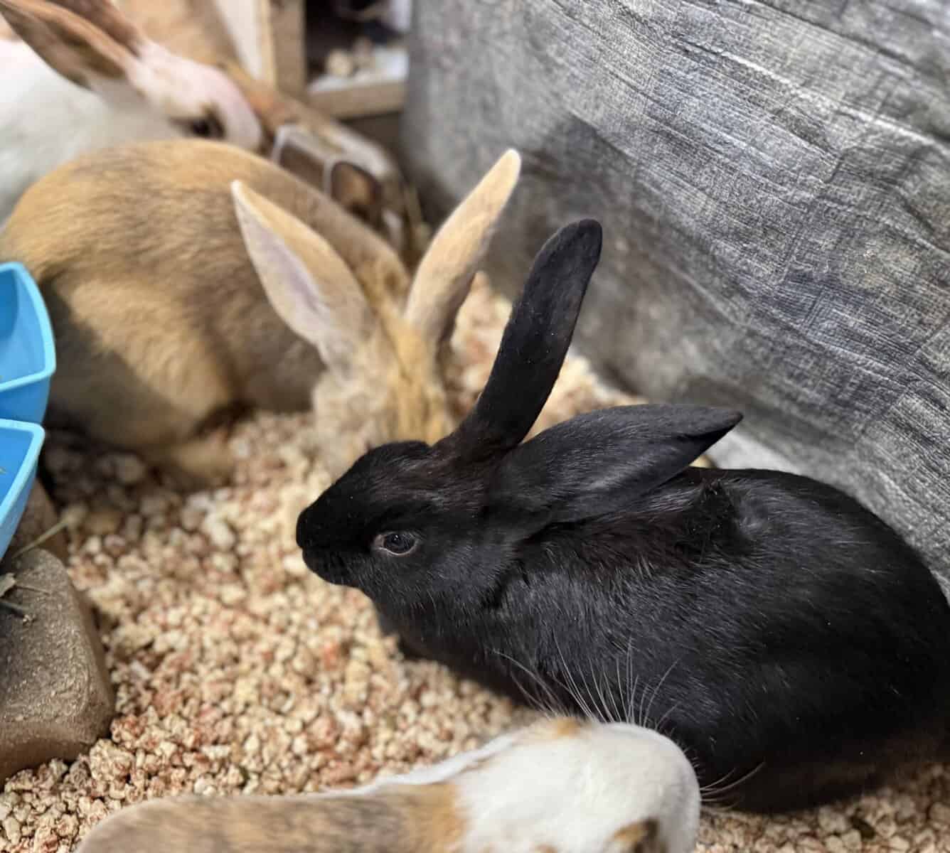 New Zealand Bunny Kits — Sweet, Chunky, & Ready No image 6