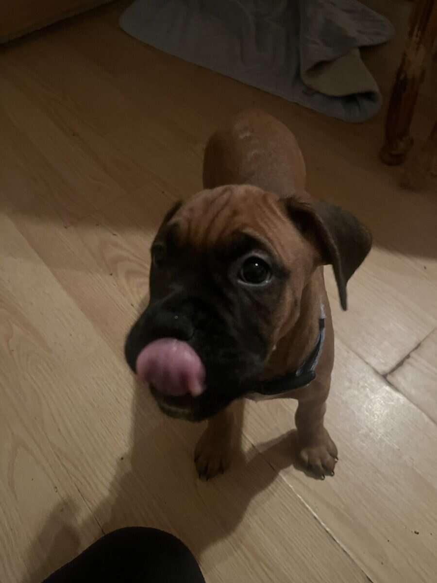 Boxer puppies image 3