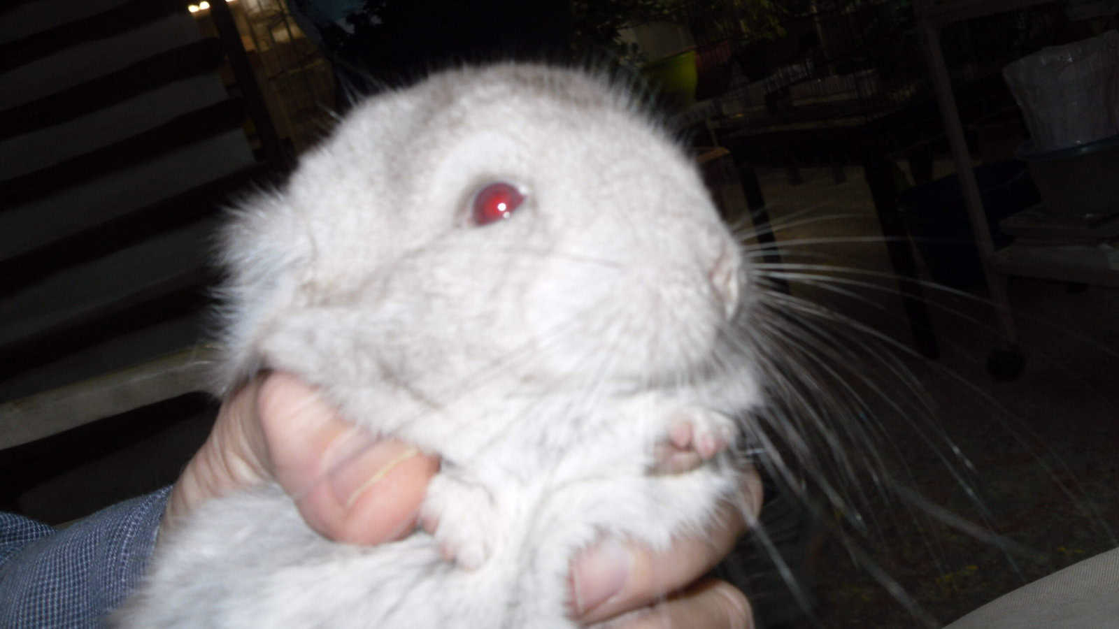 Chinchillas for sale and trade image 1