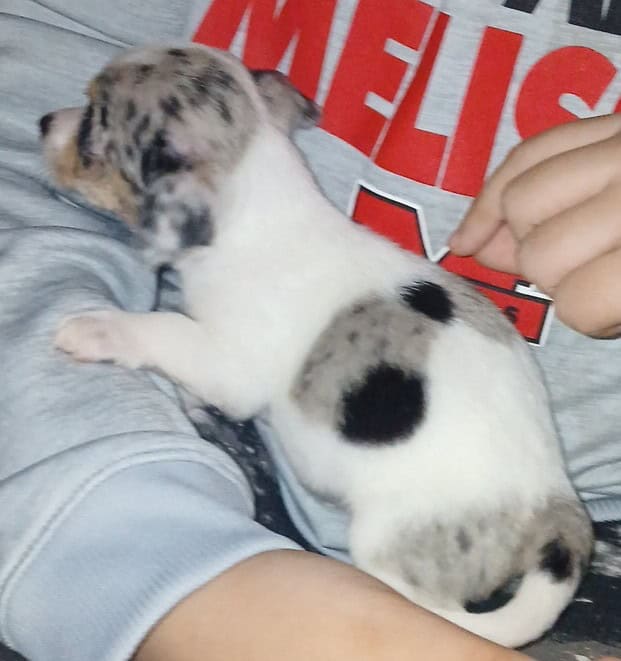 Tiny white with Merle piebald female chihuahua pup image 19