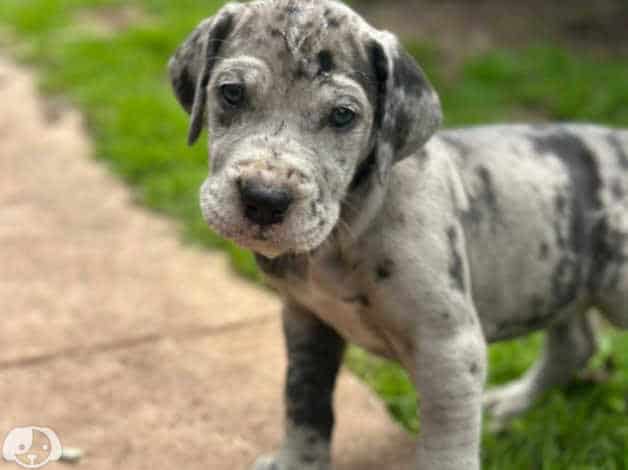 Adorable Great Dane puppies image 3