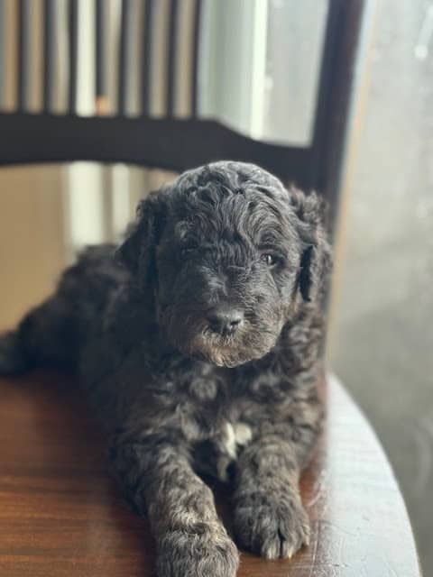 F1B Mini Sheedpadoodle Puppies for sale image 3