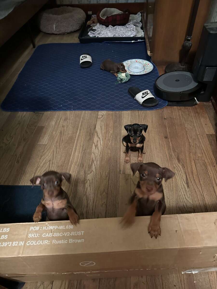 Min pin puppies image 12