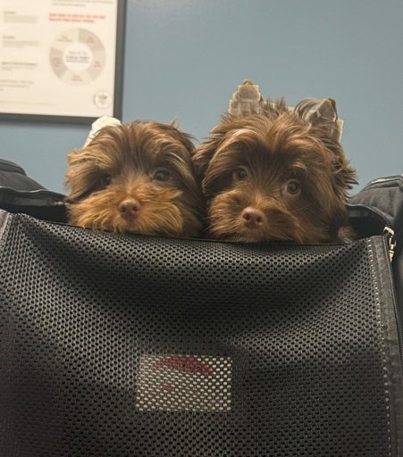 Rare Bitter Chocolate Yorkipoo cuddle bug image 6