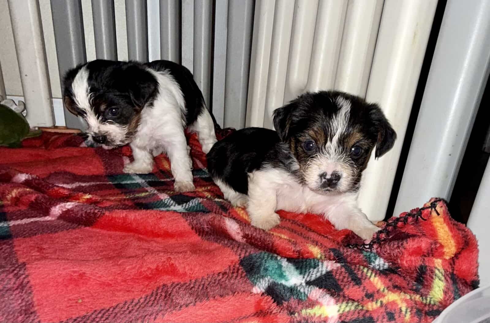 Litter of 2 parti yorkie girls left image 5