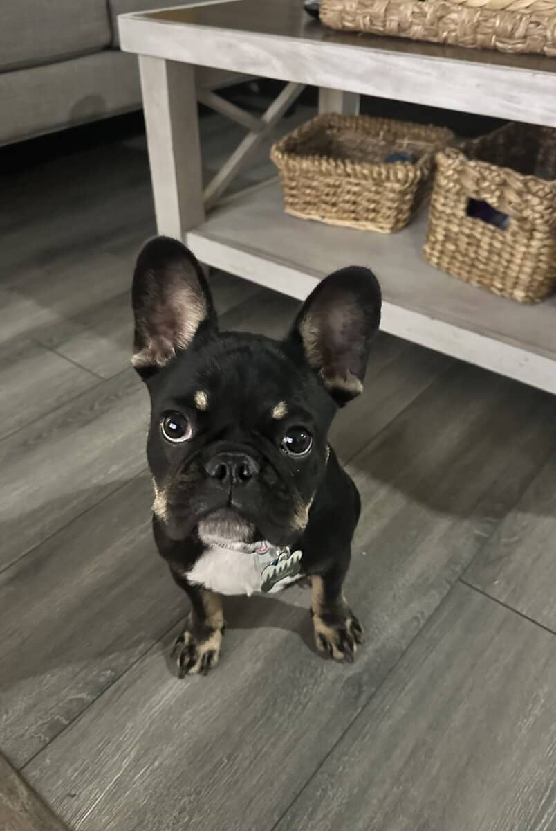 Female Frenchie image 1