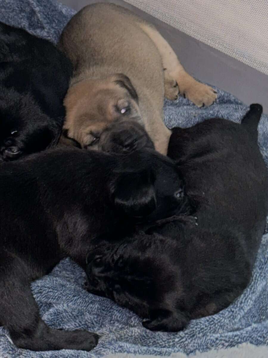 Puppies for sale image 2