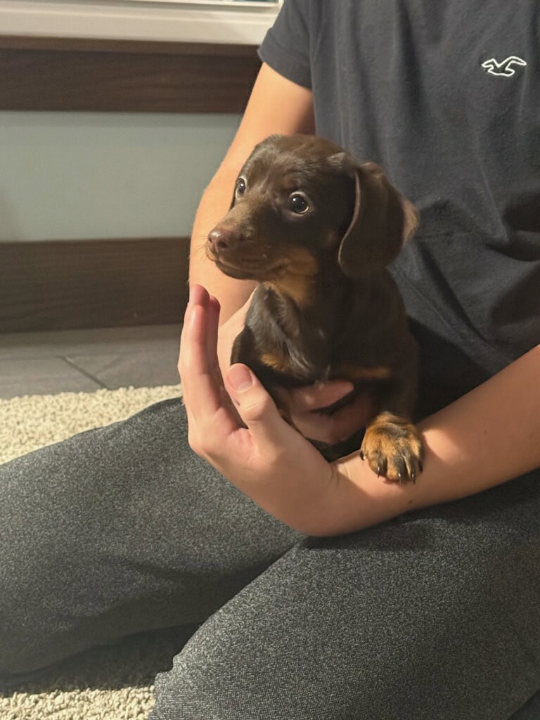 Playful Mini Dachshund image 1