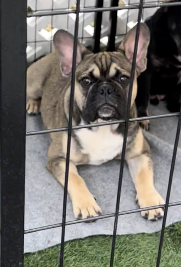 7 month old Frenchie Boy image 2