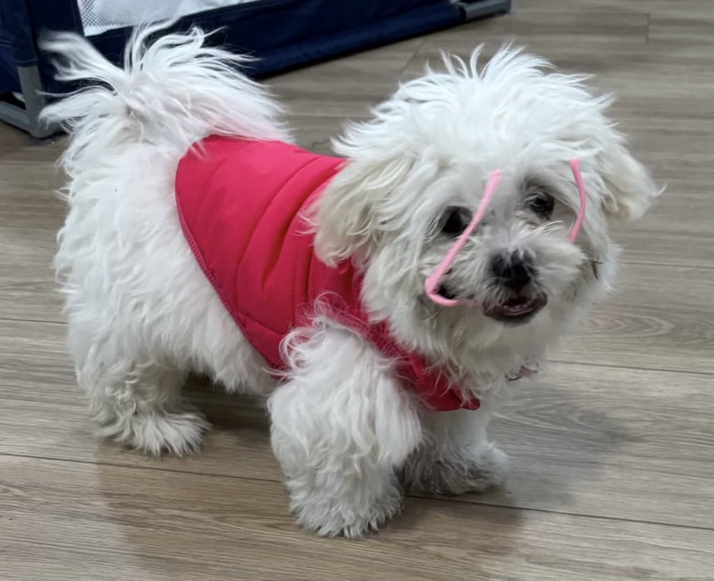 Maltese + Shih Tzu- 5 month old puppy image 4