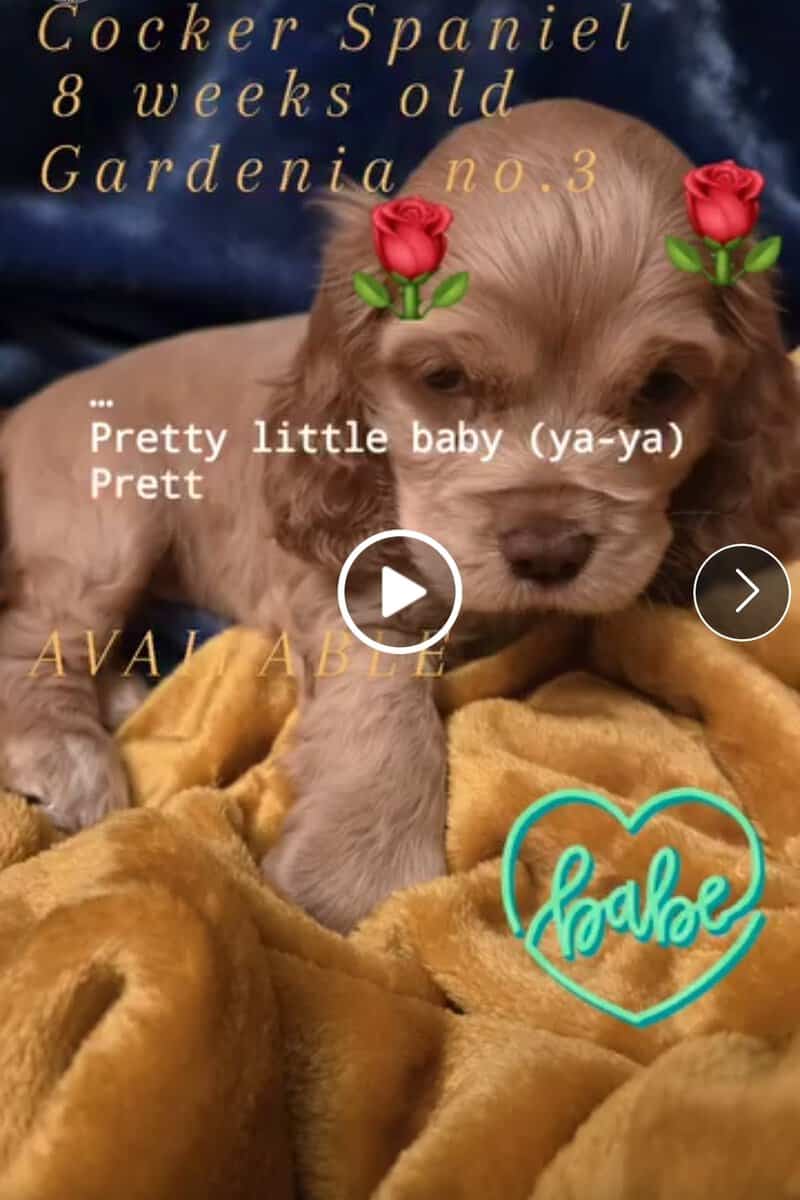 English Cocker Spaniel image 1