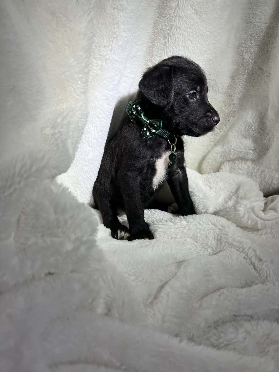 Cane Corso - Standard Poodle “Canoodles” image 7