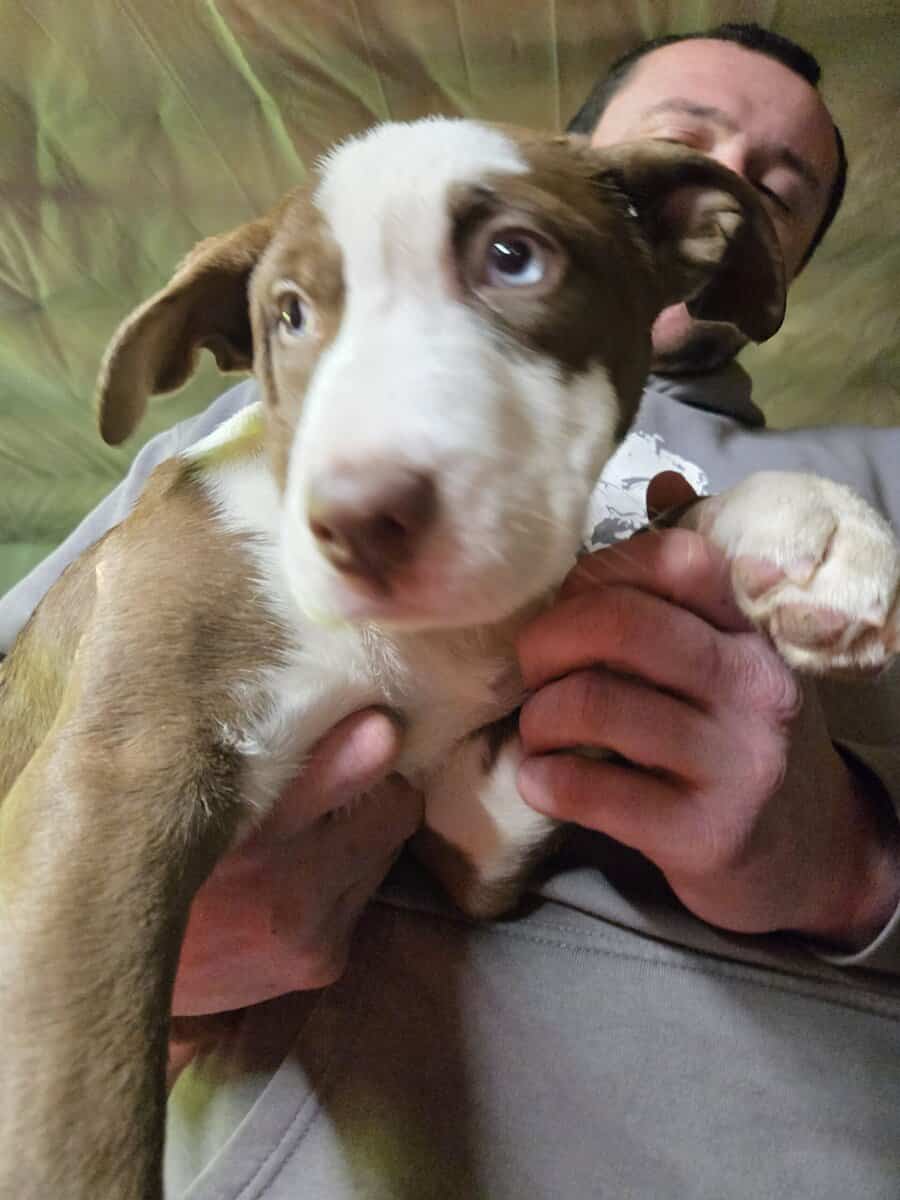 XL Bully/ Husky Puppies image 1