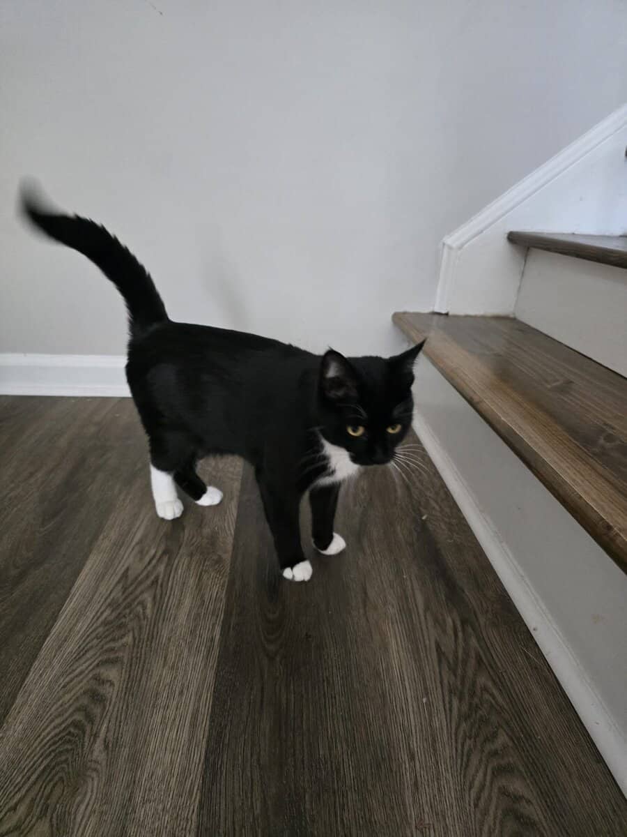 Free tuxedo cat. image 1