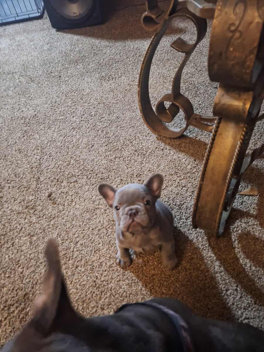 French Bulldog image 4