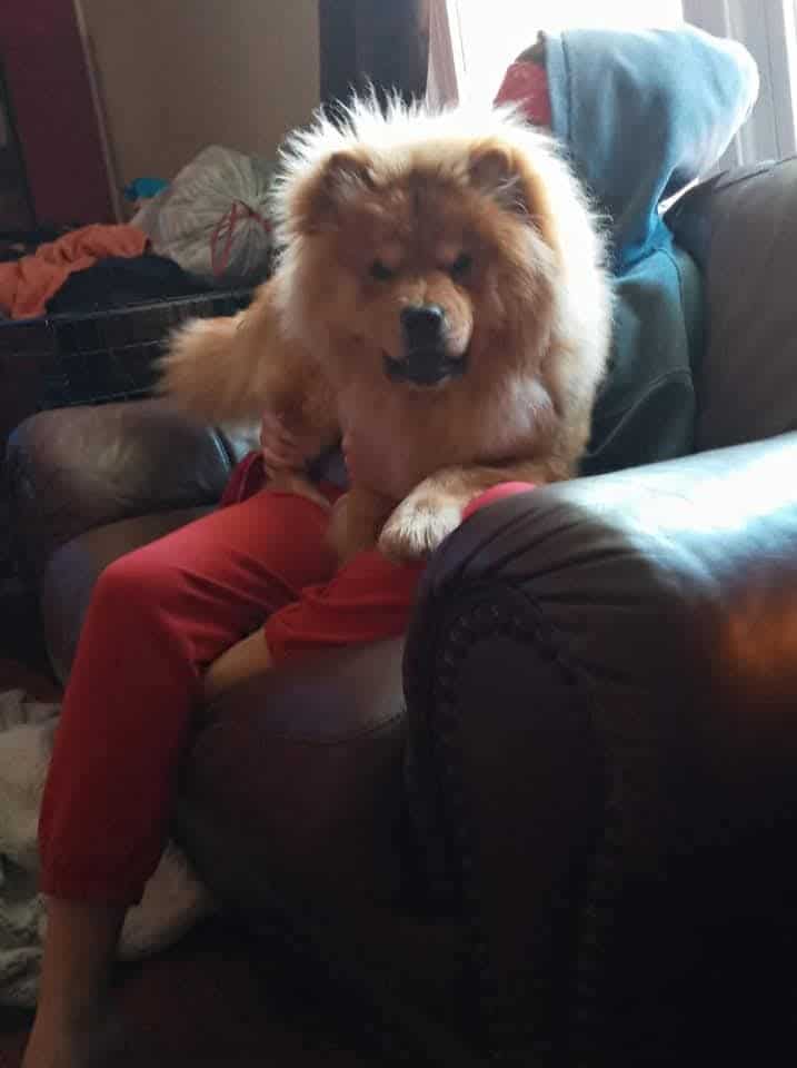 Gorgeous Red Chow Braxton image 2