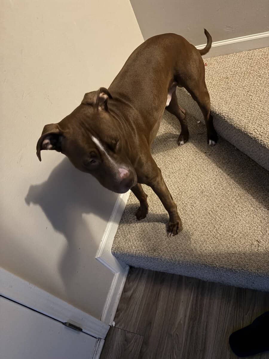 Looking to get rid of my 1.5 year old pitbull pupp image 4
