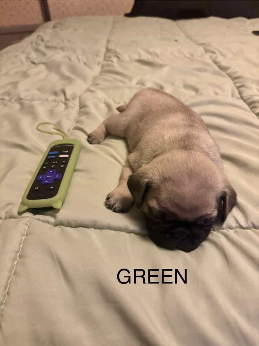 PUG PUPPIES!! image 3