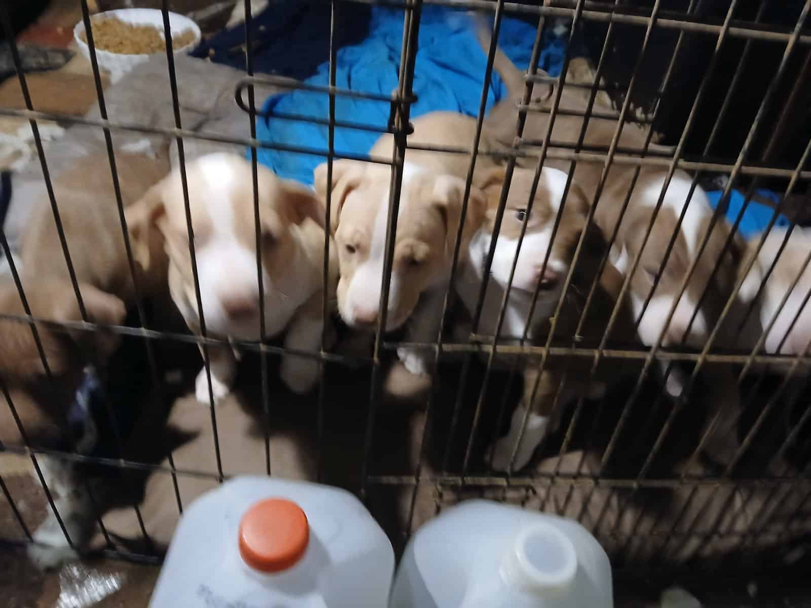 Full blooded pitbull puppies for sale image 1