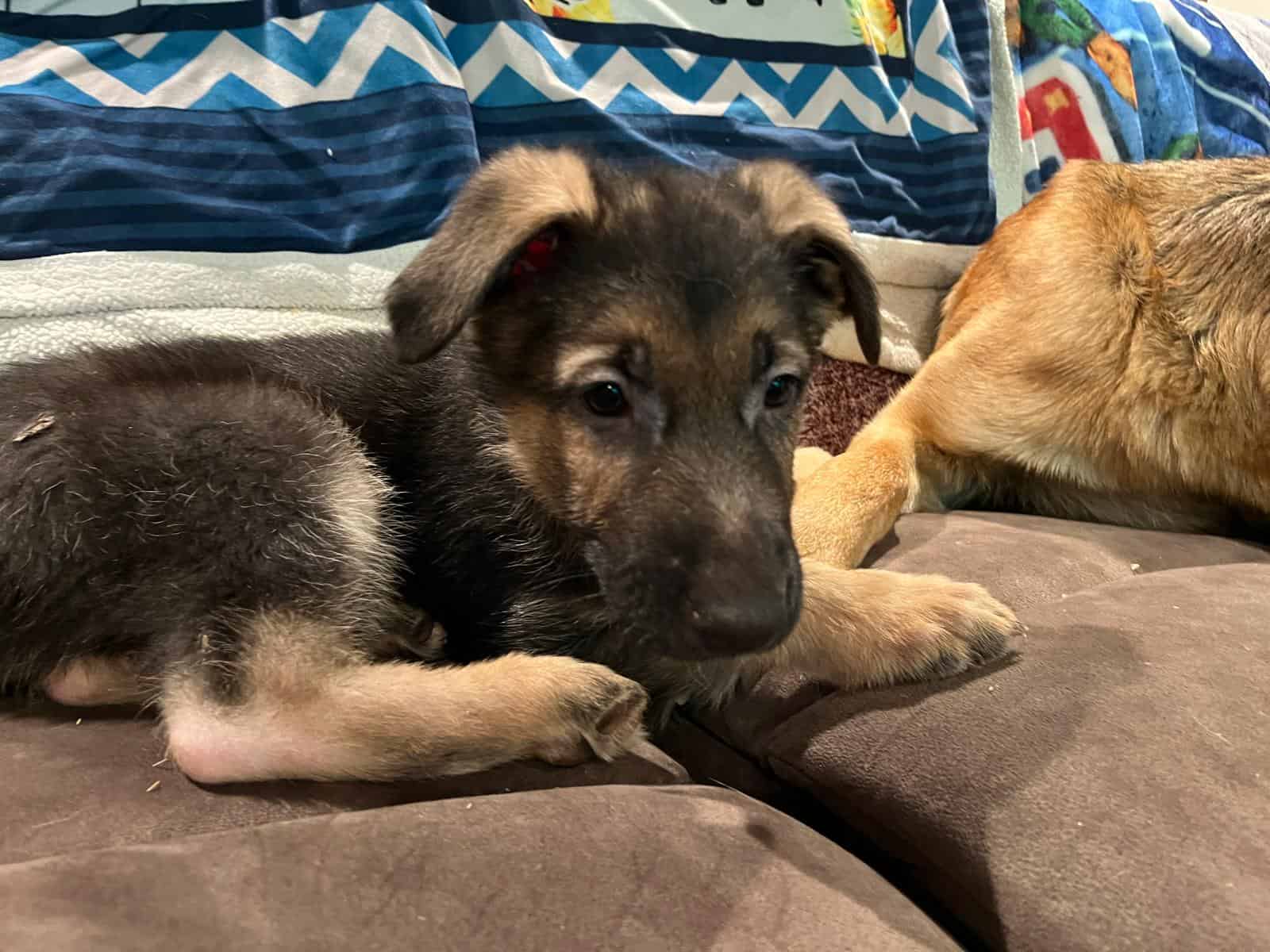 German shepherd puppies image 2