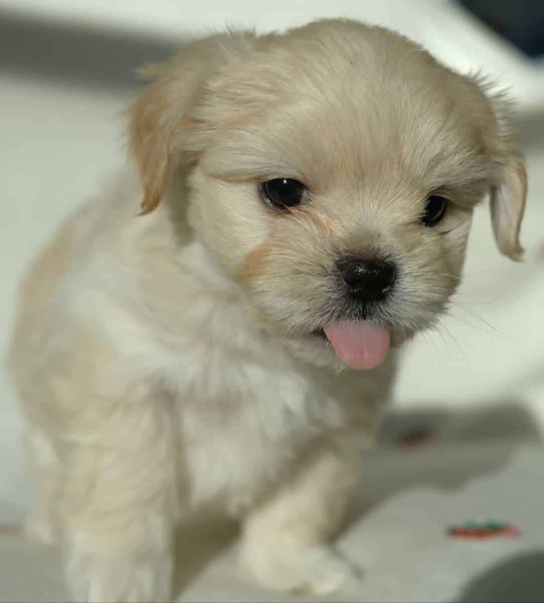 Maltese mix boy image 4