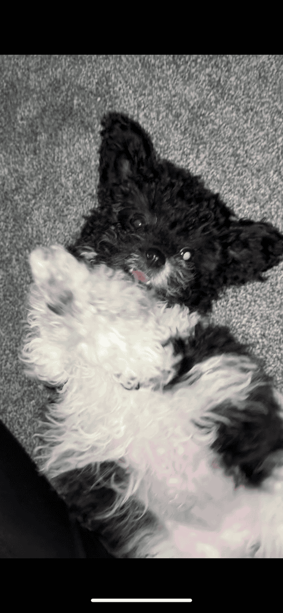 My name is Milo image 8