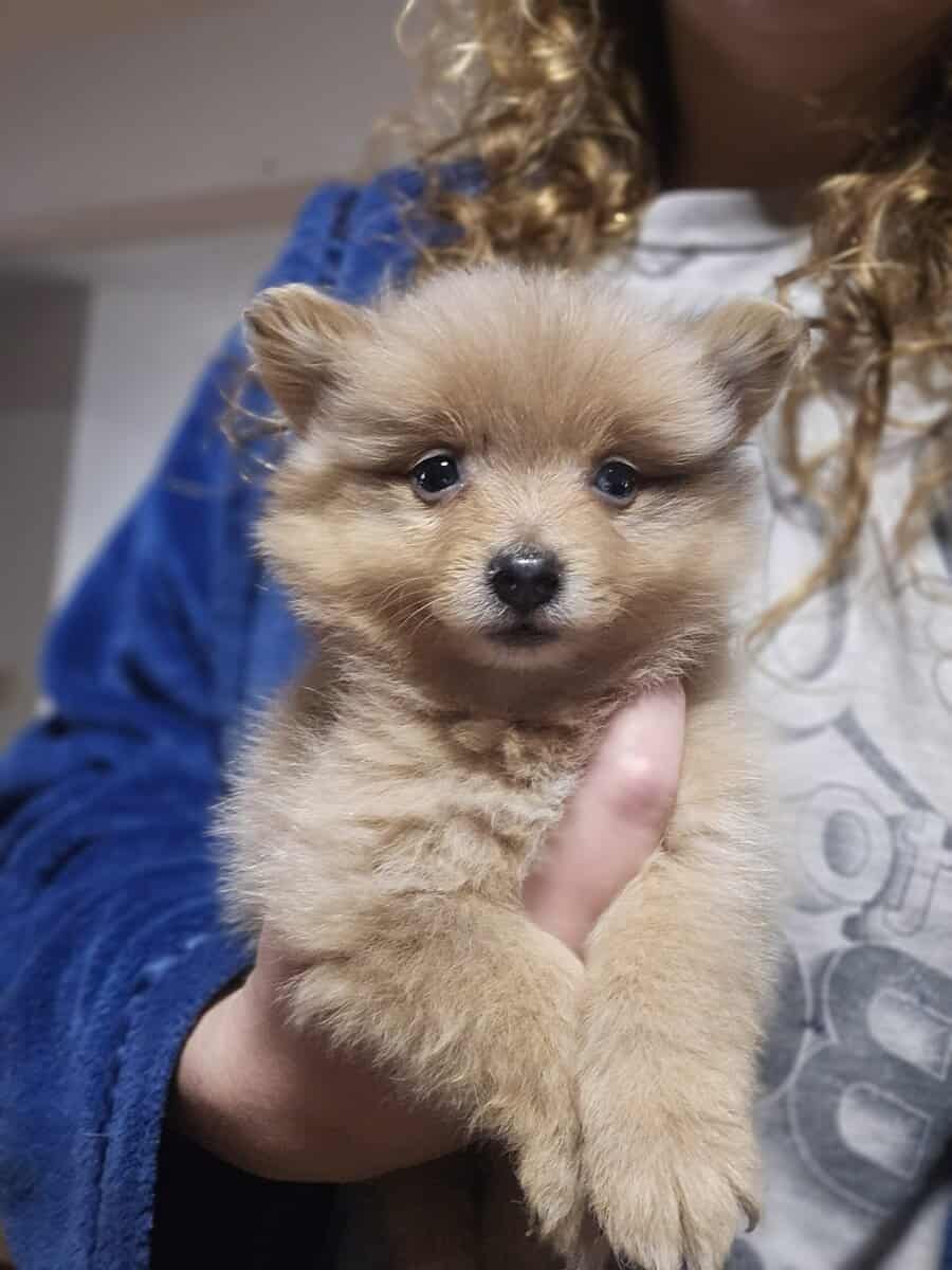 Pomeranians image 13
