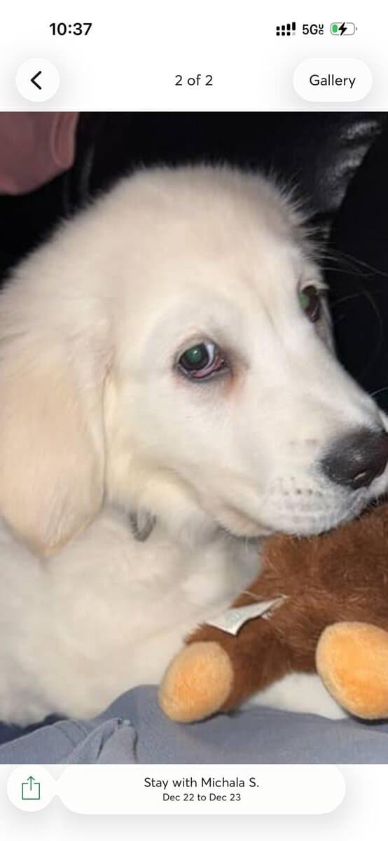 11 Week-Old Female Puppy for Sale image 6