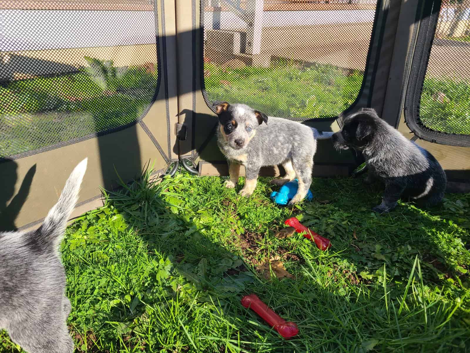 3 Blue Heeler Puppies image 3
