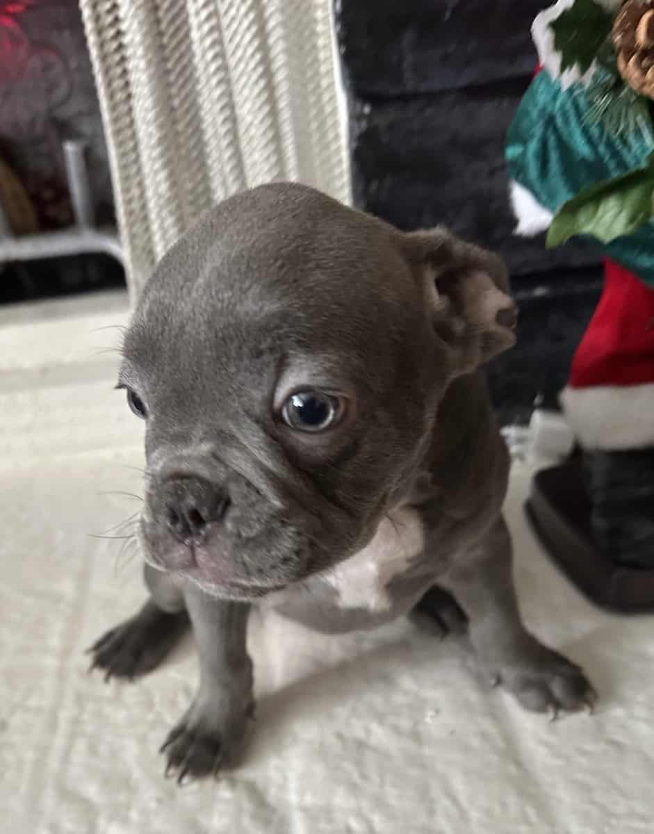 French Bulldog image 1