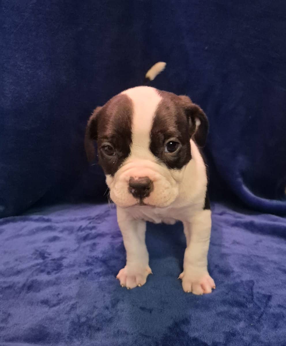 American Bully ABKC Pockets image 2