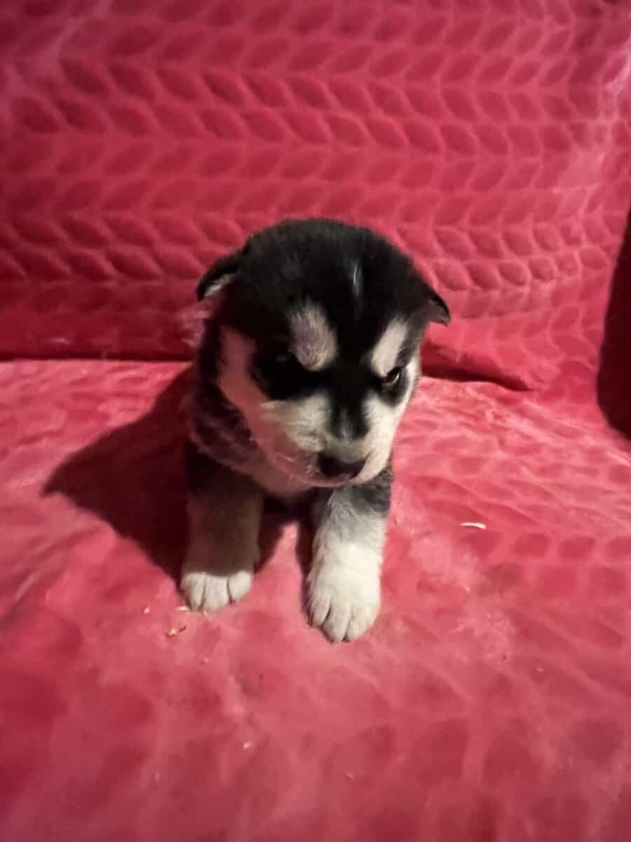 Siberian Husky puppies for sale 4 males 4 females. image 3