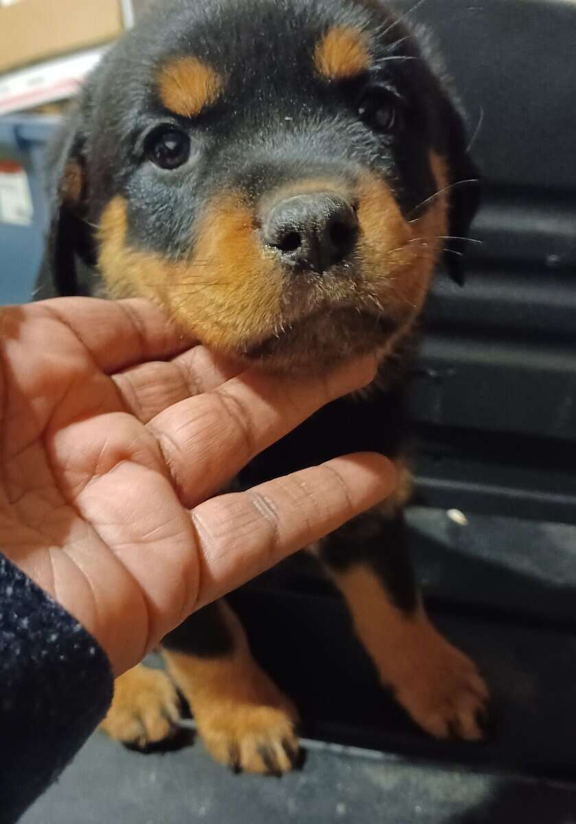Rottie Pups For Sale image 9
