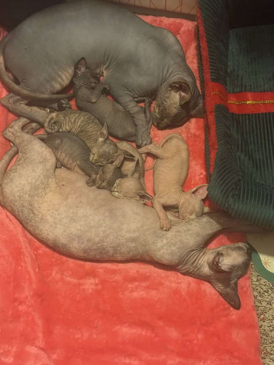 Sphynx kittens image 1