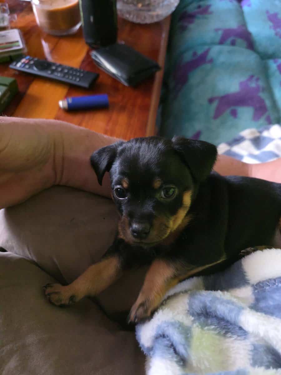 Male chihuahua puppy image 1