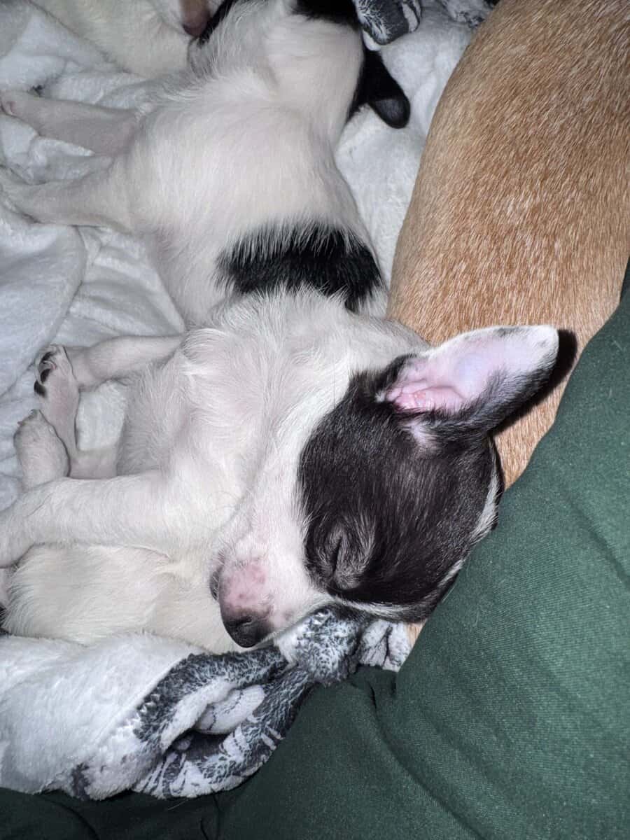 Pom-chi puppies image 1