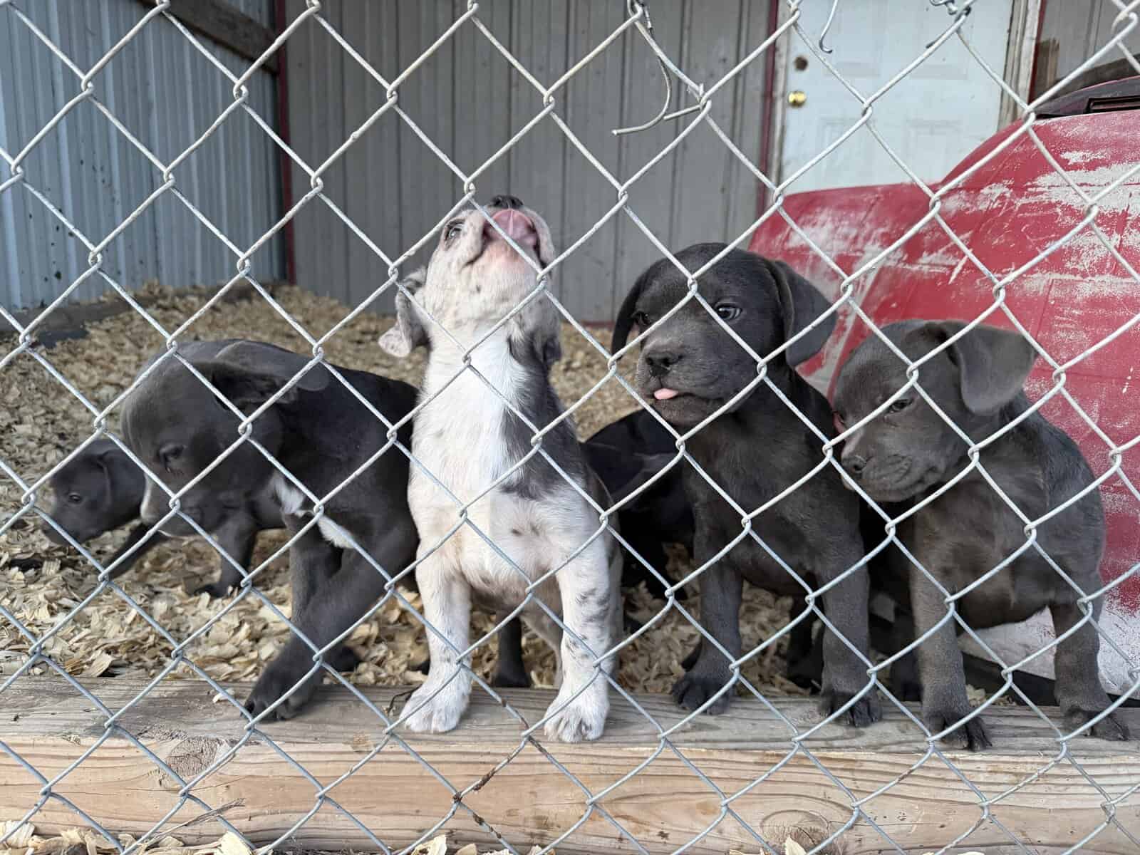 Zelda x Tiaga: Frenchador Litter image 5