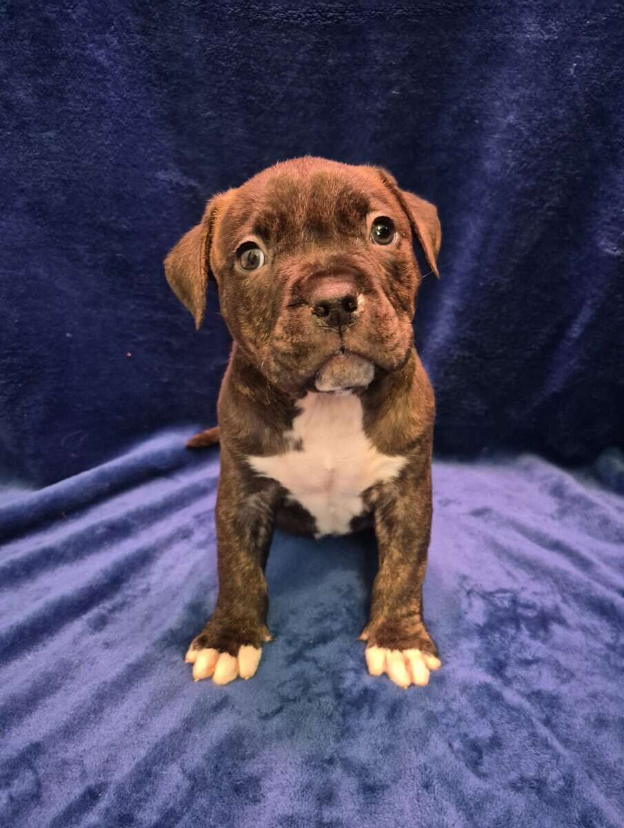 American Bully ABKC Pockets image 1