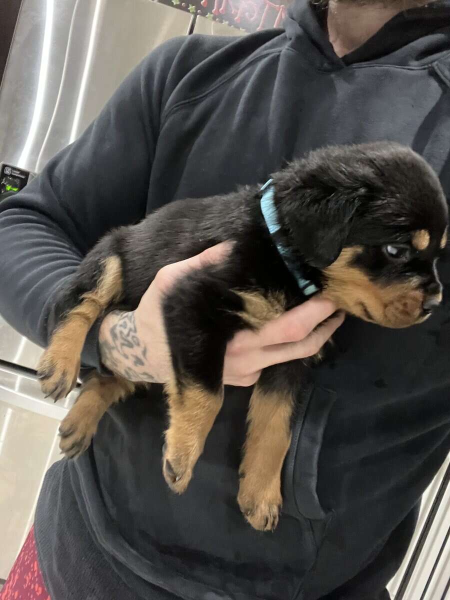 Light Blue Collar Rottweiler image 4