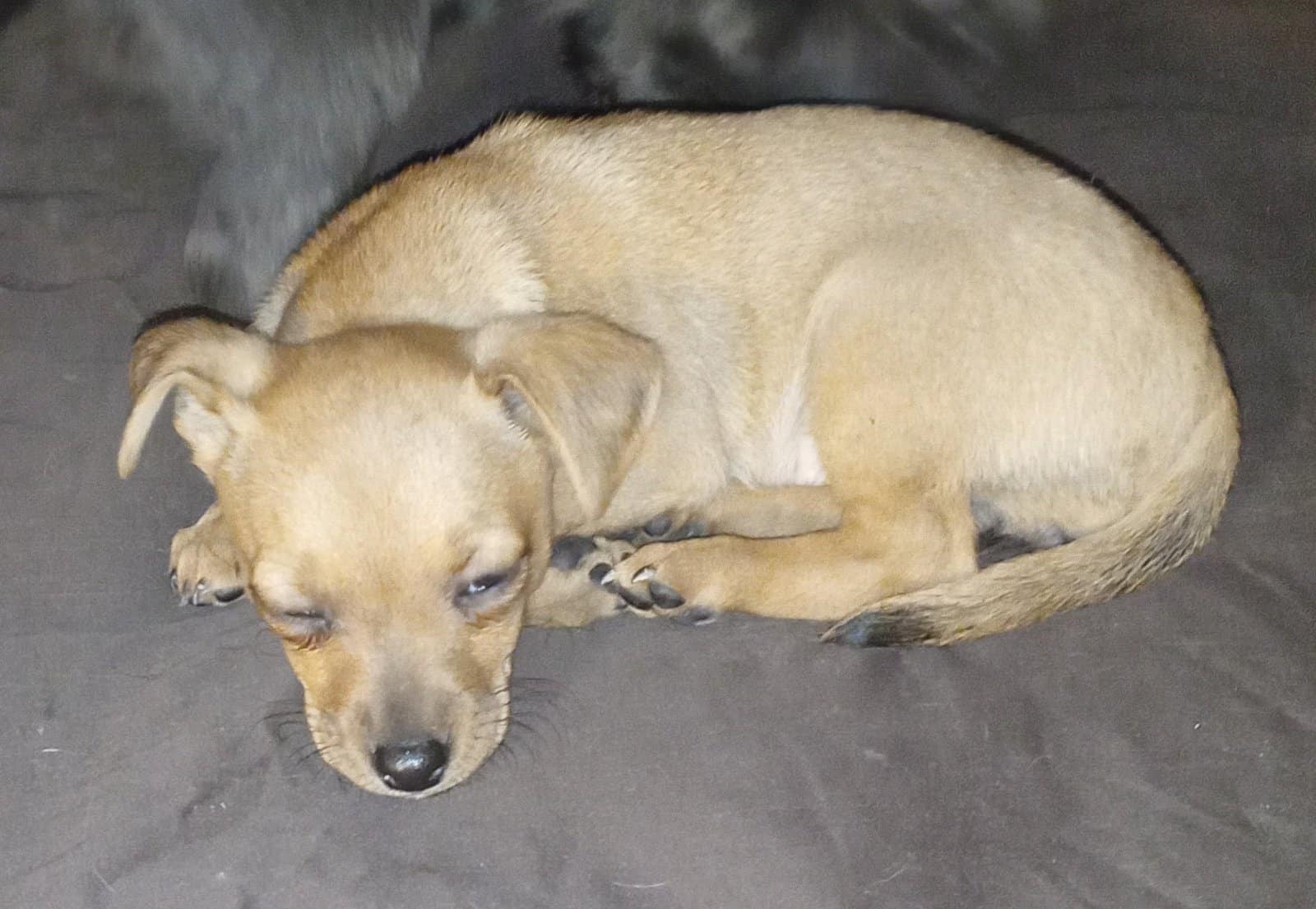 Chiweenie Puppies image 8