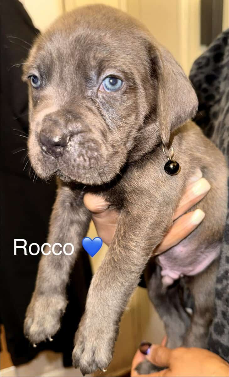 Beautiful Cane Corso Puppies Available 🐶❤️ image 8