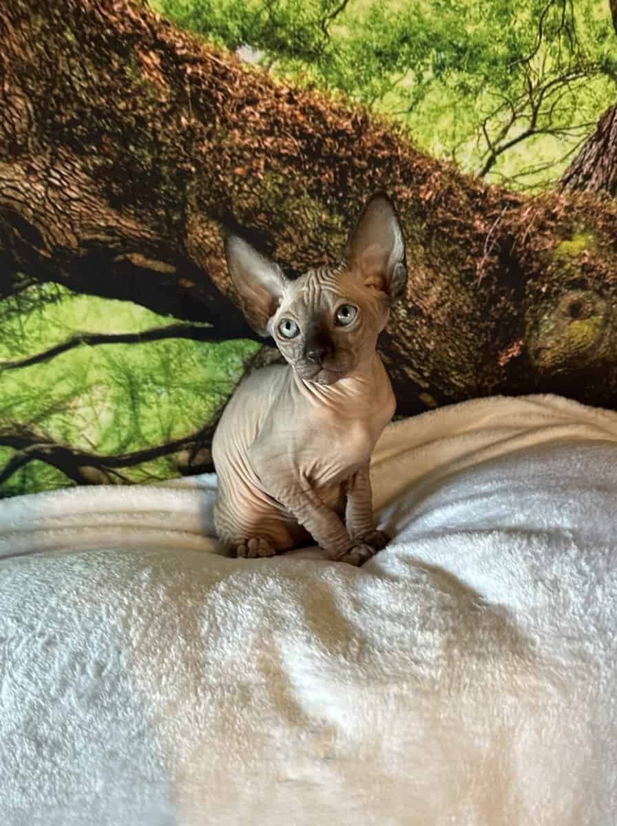 Sphynx kitten image 9