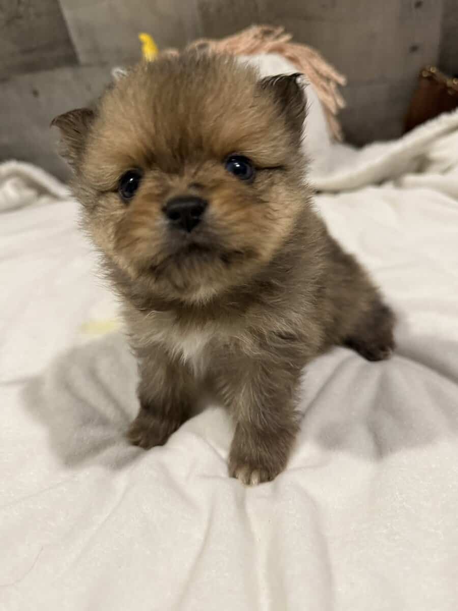 the_cute_poms image 1