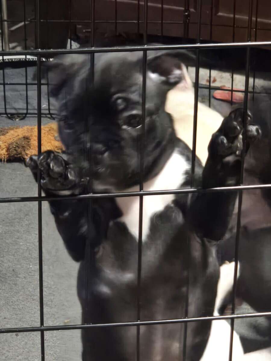 French Bulldog Puppies image 12