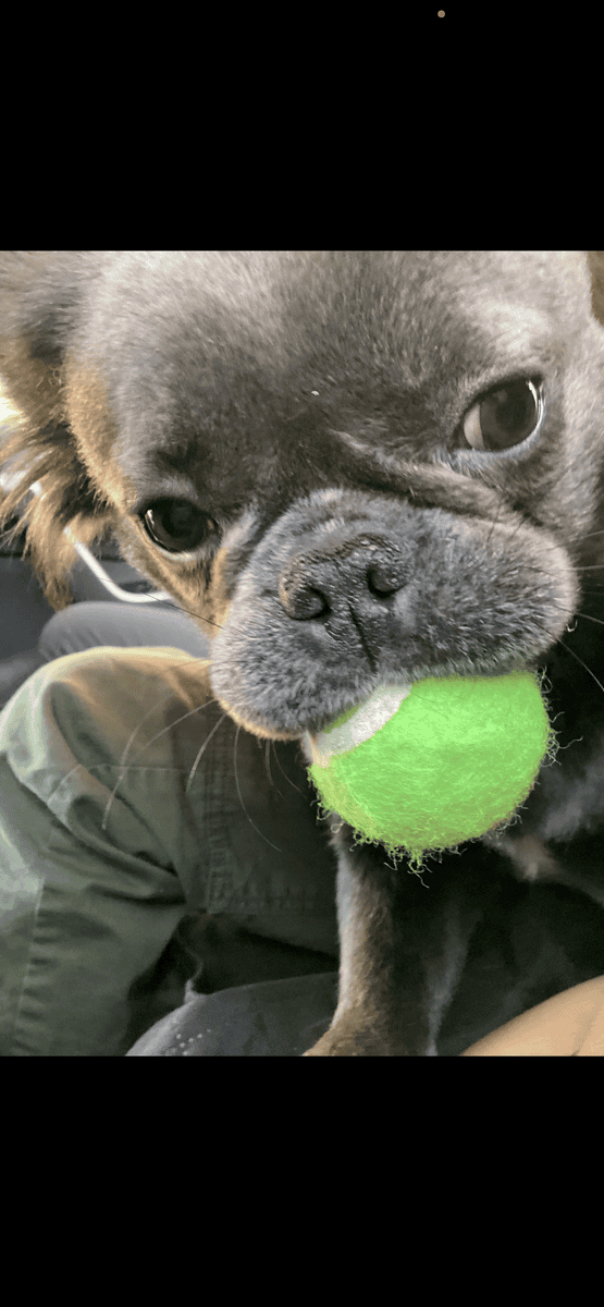 Fluffy frenchie image 2