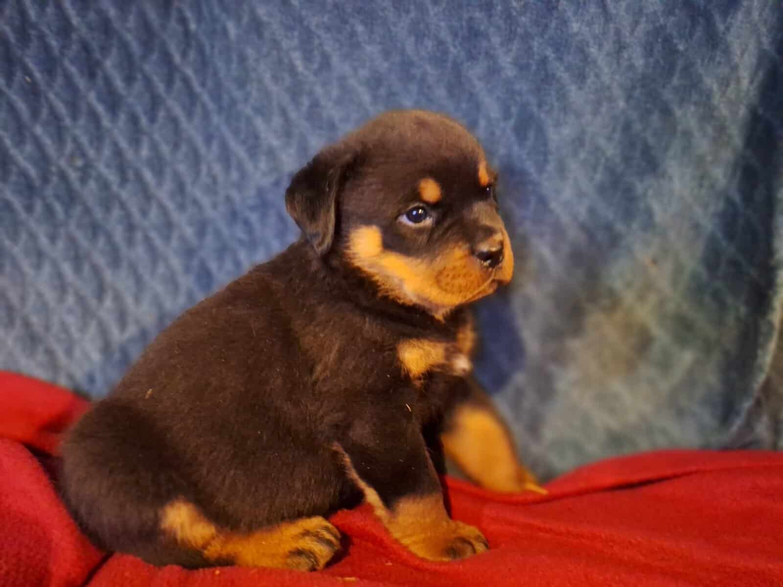 Girl Rottweiler Ready To Go image 4